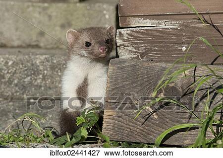 "Stone marten, beech marten or white breasted marten (Martes foina) checking the environment before leaving its hiding place, Tyrol, Austria, Europe" View Large Photo Image Stock Photo - "Stone marten, beech marten or white breasted marten (Martes foina) checking the environment before leaving its hiding place, Tyrol, Austria, Europe". Fotosearch