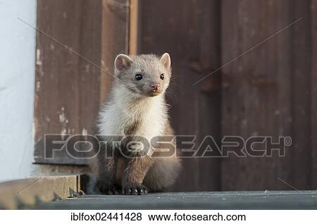 "Stone marten, beech marten or white breasted marten (Martes foina) on a rooftop, Tyrol, Austria, Europe" View Large Photo Image Stock Photo - "Stone marten, beech marten or white breasted marten (Martes foina) on a rooftop, Tyrol, Austria, Europe". Fotosearch