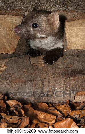 "Stone Marten, Beech Marten or White Breasted Marten (Martes foina), Bitburg, Rhineland-Palatinate, Germany, Europe" View Large Photo Image Stock Photo - "Stone Marten, Beech Marten or White Breasted Marten (Martes foina), Bitburg, Rhineland-Palatinate, Germany, Europe". Fotosearch