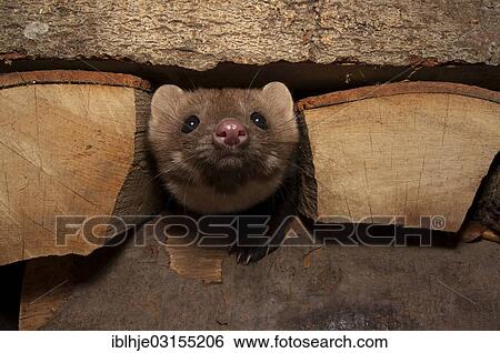 "Stone Marten, Beech Marten or White Breasted Marten (Martes foina), Bitburg, Rhineland-Palatinate, Germany, Europe" View Large Photo Image Stock Photograph - "Stone Marten, Beech Marten or White Breasted Marten (Martes foina), Bitburg, Rhineland-Palatinate, Germany, Europe". Fotosearch