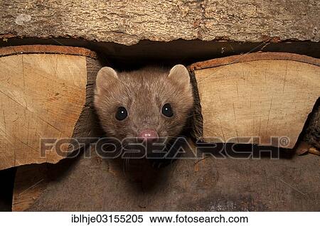 Stock Photography - "Stone Marten, Beech Marten or White Breasted Marten (Martes foina), Bitburg, Rhineland-Palatinate, Germany, Europe". Fotosearch