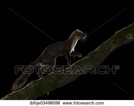 Stock Photo - "Stone Marten (Martes foina), Bitburg, Rhineland-Palatinate, Germany, Europe". Fotosearch