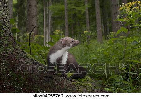 "Stone marten (Martes foina) on a tree stump in a wooded area, Tyrol, Austria, Europe" View Large Photo Image Stock Image - "Stone marten (Martes foina) on a tree stump in a wooded area, Tyrol, Austria, Europe". Fotosearch