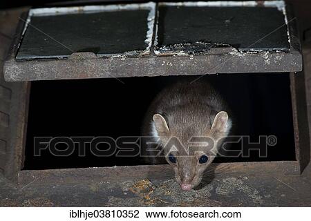 "Stone Marten (Martes foina), Rhineland-Palatinate, Germany, Europe" View Large Photo Image Stock Image - "Stone Marten (Martes foina), Rhineland-Palatinate, Germany, Europe". Fotosearch