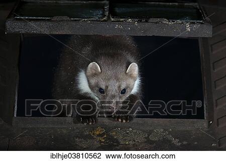 "Stone Marten (Martes foina), Rhineland-Palatinate, Germany, Europe" View Large Photo Image Stock Image - "Stone Marten (Martes foina), Rhineland-Palatinate, Germany, Europe". Fotosearch