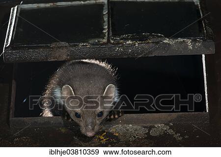 "Stone Marten (Martes foina), Rhineland-Palatinate, Germany, Europe" View Large Photo Image Stock Photo - "Stone Marten (Martes foina), Rhineland-Palatinate, Germany, Europe". Fotosearch