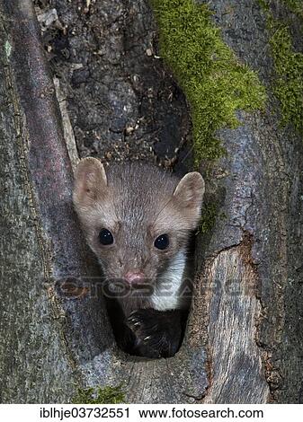 "Stone Marten or Beech Marten (Martes foina), Rhineland-Palatinate, Germany, Europe" View Large Photo Image Stock Image - "Stone Marten or Beech Marten (Martes foina), Rhineland-Palatinate, Germany, Europe". Fotosearch
