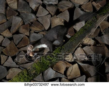 "Stone Marten or Beech Marten (Martes foina) transporting a pilfered egg, Rhineland-Palatinate, Germany, Europe" View Large Photo Image Stock Photo - "Stone Marten or Beech Marten (Martes foina) transporting a pilfered egg, Rhineland-Palatinate, Germany, Europe". Fotosearch
