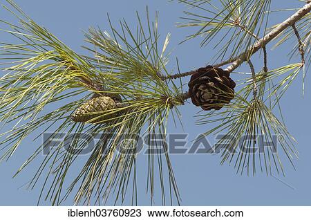 Stock Image - "Stone Pine (Pinus pinea), Izmir Province, Turkey, Asia". Fotosearch