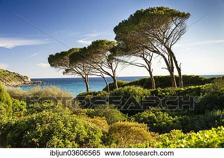 "Stone Pines (Pinus pinea) on the coast at Mari Pintau, Golfo di Cagliari, Sardinia, Italy, Europe" View Large Photo Image Stock Photography - "Stone Pines (Pinus pinea) on the coast at Mari Pintau, Golfo di Cagliari, Sardinia, Italy, Europe". Fotosearch