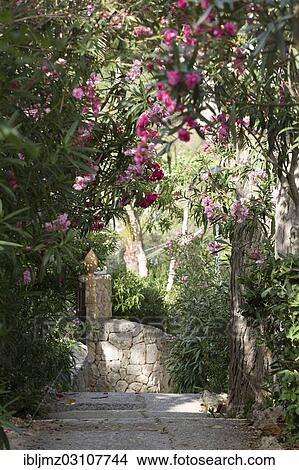 "Stone staircase, Cala Bona, Mallorca, Majorca, Balearic Islands, Spain, Europe" View Large Photo Image Picture - "Stone staircase, Cala Bona, Mallorca, Majorca, Balearic Islands, Spain, Europe". Fotosearch