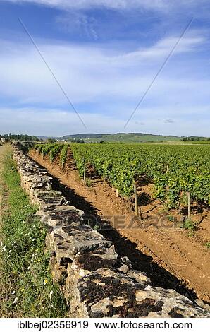 Stock Photo - "Stone wall, vineyard, Cote de Beaune, Burgundy, France, Europe". Fotosearch