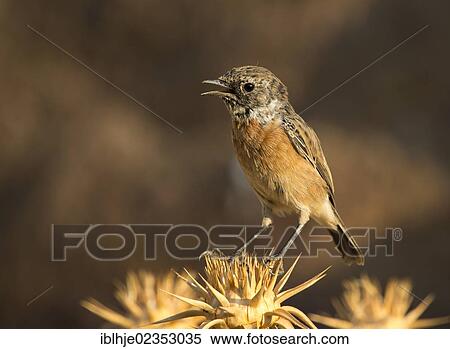"Stonechat (Saxicola rubicola), Lesbos, Greece, Europe" View Large Photo Image Stock Photography - "Stonechat (Saxicola rubicola), Lesbos, Greece, Europe". Fotosearch