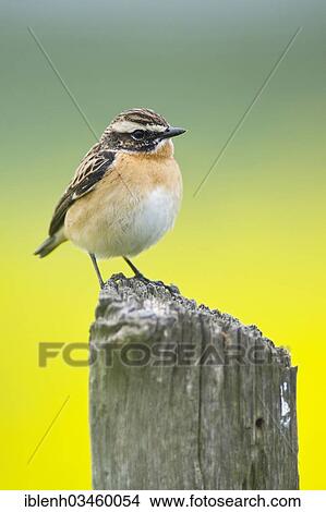 "Stonechat (Saxicola torquata), Dorpen, Emsland, Lower Saxony, Germany, Europe" View Large Photo Image Picture - "Stonechat (Saxicola torquata), Dorpen, Emsland, Lower Saxony, Germany, Europe". Fotosearch