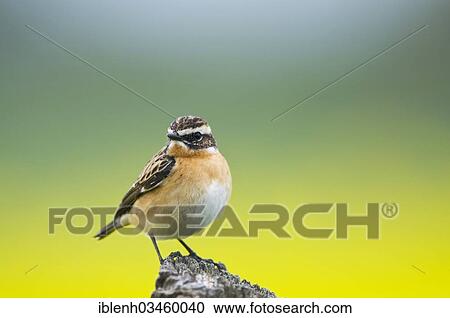 "Stonechat (Saxicola torquata), Dorpen, Emsland, Lower Saxony, Germany, Europe" View Large Photo Image Stock Image - "Stonechat (Saxicola torquata), Dorpen, Emsland, Lower Saxony, Germany, Europe". Fotosearch