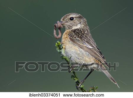 Stock Image - "Stonechat (Saxicola torquata), female with prey in its beak, Haren, Emsland, Lower Saxony, Germany, Europe". Fotosearch