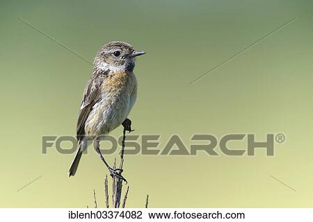 Stock Image - "Stonechat (Saxicola torquata), female, Haren, Emsland, Lower Saxony, Germany, Europe". Fotosearch