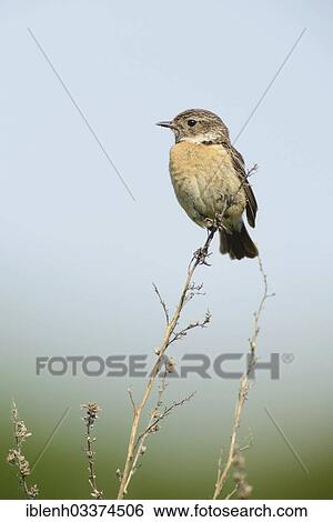 "Stonechat (Saxicola torquata), female, Haren, Emsland, Lower Saxony, Germany, Europe" View Large Photo Image Stock Photograph - "Stonechat (Saxicola torquata), female, Haren, Emsland, Lower Saxony, Germany, Europe". Fotosearch