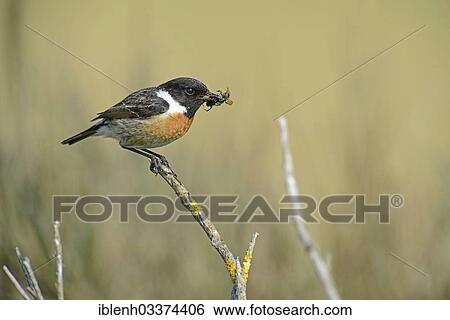 "Stonechat (Saxicola torquata), male with prey in its beak, Haren, Emsland, Lower Saxony, Germany, Europe" View Large Photo Image Stock Photograph - "Stonechat (Saxicola torquata), male with prey in its beak, Haren, Emsland, Lower Saxony, Germany, Europe". Fotosearch