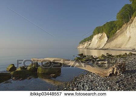 "Stones and dead wood on the beach, trees growing on the steep coast with chalk cliffs, Jasmund National Park, Dranske, Rugen, Mecklenburg-Western Pomerania, Germany, Europe" View Large Photo Image Stock Photo - "Stones and dead wood on the beach, trees growing on the steep coast with chalk cliffs, Jasmund National Park, Dranske, Rugen, Mecklenburg-Western Pomerania, Germany, Europe". Fotosearch