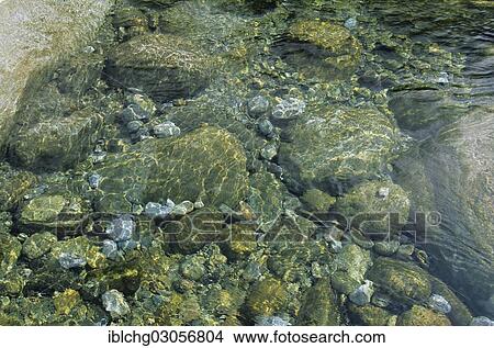 "Stones in the clear water of a mountain river, Alps, France, Europe" View Large Photo Image Picture - "Stones in the clear water of a mountain river, Alps, France, Europe". Fotosearch