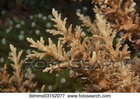 "Stony Coral (Acropora), detail, Great Barrier Reef, Queensland, Australia, Oceania" View Large Photo Image Stock Photo - "Stony Coral (Acropora), detail, Great Barrier Reef, Queensland, Australia, Oceania". Fotosearch