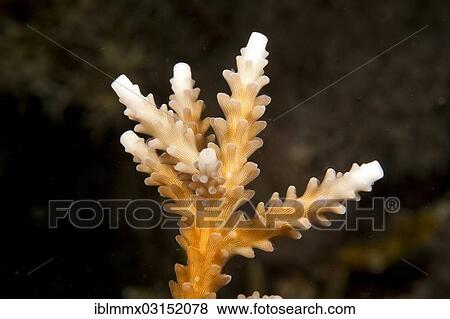 "Stony Coral (Acropora), initial coral bleaching, detail, Great Barrier Reef, Queensland, Australia, Oceania" View Large Photo Image Stock Photo - "Stony Coral (Acropora), initial coral bleaching, detail, Great Barrier Reef, Queensland, Australia, Oceania". Fotosearch