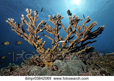 "Stony Coral (Acropora sp. ), a Bluestreak Cleaner wrasse(Labroides dimidiatus), and various types of damselfish (Pomacentridae), Dimaniyat Islands nature reserve, Al Batinah region, Oman, Asia" View Large Photo Image Stock Photo - "Stony Coral (Acropora sp. ), a Bluestreak Cleaner wrasse(Labroides dimidiatus), and various types of damselfish (Pomacentridae), Dimaniyat Islands nature reserve, Al Batinah region, Oman, Asia". Fotosearch