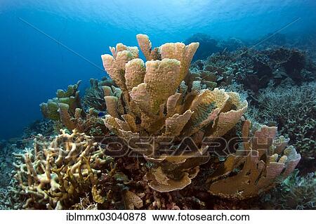 "Stony Coral (Montipora delicatula), solitary coral, Bancuan, Coron, Philippines, Asia" View Large Photo Image Stock Photo - "Stony Coral (Montipora delicatula), solitary coral, Bancuan, Coron, Philippines, Asia". Fotosearch