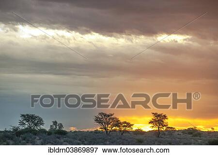 "Storm clouds over the dunes in the Auob Valley, Mata Mata, Kgalagadi Transfrontier Park, South Africa, Africa" View Large Photo Image Stock Photo - "Storm clouds over the dunes in the Auob Valley, Mata Mata, Kgalagadi Transfrontier Park, South Africa, Africa". Fotosearch