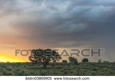 "Storm clouds over the dunes in the Auob Valley, Mata Mata, Kgalagadi Transfrontier Park, South Africa, Africa" View Large Photo Image Stock Photography - "Storm clouds over the dunes in the Auob Valley, Mata Mata, Kgalagadi Transfrontier Park, South Africa, Africa". Fotosearch