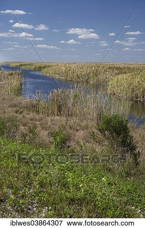 Stock Photo - "Stormwater Treatment Area 3-4, the largest constructed wetland in the world, reduces the amount of phosphorus flowing from agricultural areas into the Everglades, Palm Beach County, Florida, United States, North America". Fotosearch