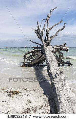 "Stranded tree on the beach, Sanibel Island, Lee County, Florida, United States, North America" View Large Photo Image Stock Photo - "Stranded tree on the beach, Sanibel Island, Lee County, Florida, United States, North America". Fotosearch