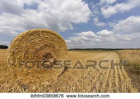 Stock Photograph - "Straw bales in a stubble field in front of a cloudy sky, Sachsenhagen, Lower Saxony, Germany, Europe". Fotosearch