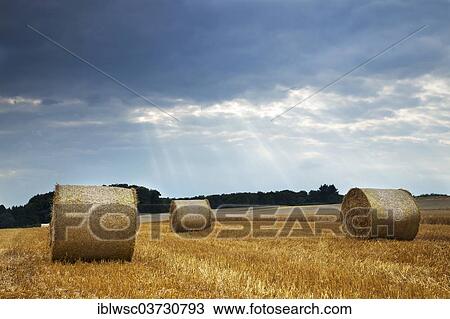 "Straw harvest, round bales, Vulkan Eifel, Eifel, Rhineland-Palatinate, Germany, Europe" View Large Photo Image Stock Image - "Straw harvest, round bales, Vulkan Eifel, Eifel, Rhineland-Palatinate, Germany, Europe". Fotosearch