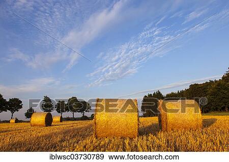 "Straw harvest, round bales, Vulkan Eifel, Eifel, Rhineland-Palatinate, Germany, Europe" View Large Photo Image Stock Photo - "Straw harvest, round bales, Vulkan Eifel, Eifel, Rhineland-Palatinate, Germany, Europe". Fotosearch