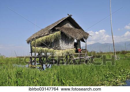"Straw hut on stilts, floating gardens, Inle-See, Shan State, Myanmar, Burma, Asia" View Large Photo Image Picture - "Straw hut on stilts, floating gardens, Inle-See, Shan State, Myanmar, Burma, Asia". Fotosearch