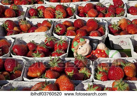 "Strawberries at a market stall, Linden, Hannover, Lower Saxony, Germany, Europe" View Large Photo Image Stock Image - "Strawberries at a market stall, Linden, Hannover, Lower Saxony, Germany, Europe". Fotosearch