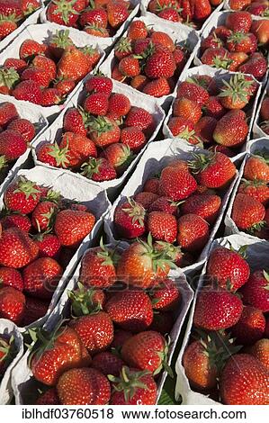 Stock Photo - "Strawberries at a market stall, Linden, Hannover, Lower Saxony, Germany, Europe". Fotosearch