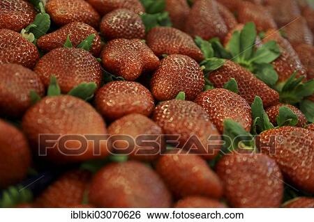 "Strawberries at a stand at Fruit Logistica, Berlin, Berlin, Berlin, Germany, Europe" View Large Photo Image Stock Photograph - "Strawberries at a stand at Fruit Logistica, Berlin, Berlin, Berlin, Germany, Europe". Fotosearch