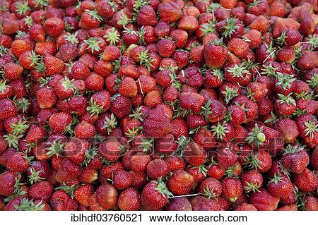 Stock Image - "Strawberries, Linden, Hannover, Lower Saxony, Germany, Europe". Fotosearch