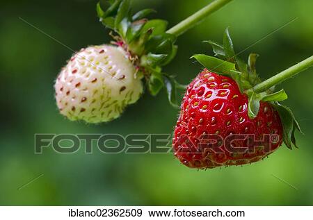 Stock Photo - "Strawberries, Schwaz, Tyrol, Austria, Europe". Fotosearch