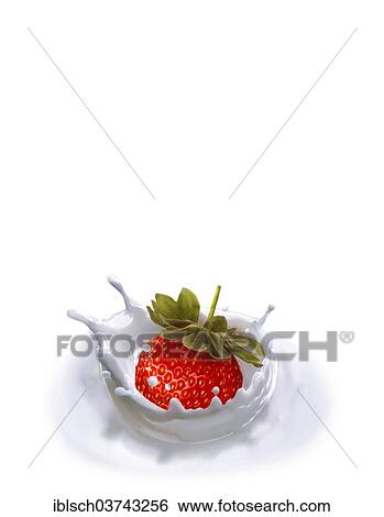 "Strawberry falling into milk, Germany, Europe" View Large Photo Image Stock Photograph - "Strawberry falling into milk, Germany, Europe". Fotosearch