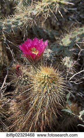 "Strawberry Hedgehog Cactus (Echinocereus engelmannii), in flower" View Large Photo Image Stock Photo - "Strawberry Hedgehog Cactus (Echinocereus engelmannii), in flower". Fotosearch