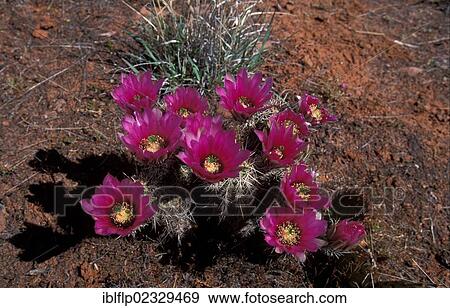 "Strawberry Hedgehog Cactus (Echinocereus enneacanthus), in flower" View Large Photo Image Stock Photo - "Strawberry Hedgehog Cactus (Echinocereus enneacanthus), in flower". Fotosearch