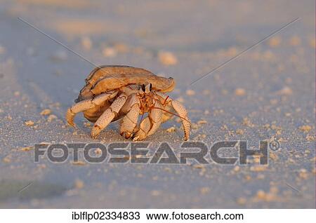 "Strawberry Land Hermit Crab (Coenobita perlatus), adult, walking on sandy beach, Maldives, Asia" View Large Photo Image Stock Image - "Strawberry Land Hermit Crab (Coenobita perlatus), adult, walking on sandy beach, Maldives, Asia". Fotosearch