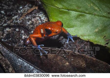 "Strawberry Poison-dart Frog (Oophaga pumilio), Puntarenas province, Costa Rica, North America" View Large Photo Image Stock Photograph - "Strawberry Poison-dart Frog (Oophaga pumilio), Puntarenas province, Costa Rica, North America". Fotosearch