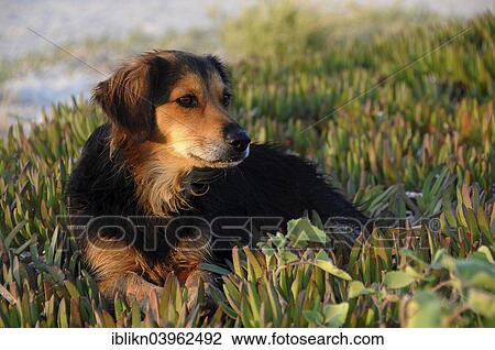 "Stray dog ​​with wet fur, Tigaki, Kos, Greece, Europe" View Large Photo Image Stock Image - "Stray dog ​​with wet fur, Tigaki, Kos, Greece, Europe". Fotosearch