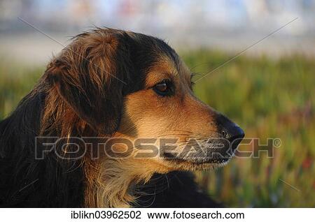 "Stray dog ​​with wet fur, Tigaki, Kos, Greece, Europe" View Large Photo Image Stock Image - "Stray dog ​​with wet fur, Tigaki, Kos, Greece, Europe". Fotosearch