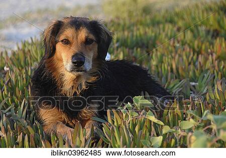 "Stray dog ​​with wet fur, Tigaki, Kos, Greece, Europe" View Large Photo Image Stock Photography - "Stray dog ​​with wet fur, Tigaki, Kos, Greece, Europe". Fotosearch